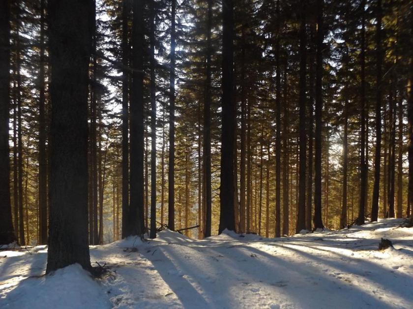 16142180_254937974918394_2605104735678308497_n