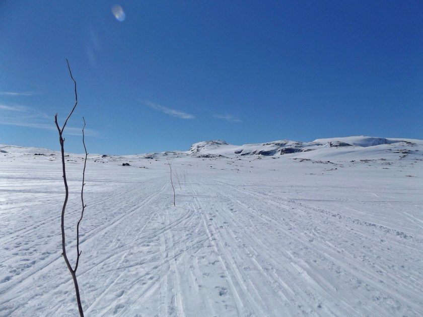 co ciekawe gałązki dają radę.jpg