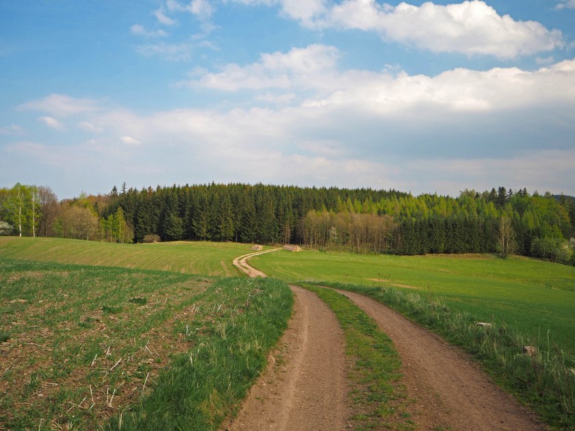 Zielenie zaraz po wyjściu z lasu.