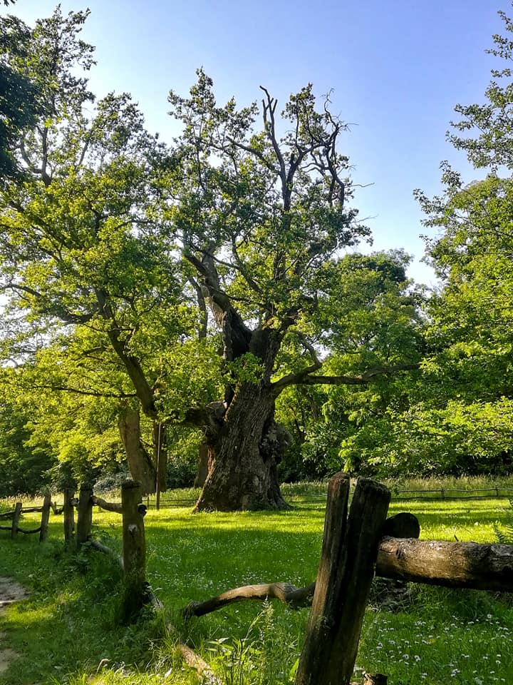 62366499_687657694979751_4275734243469950976_n