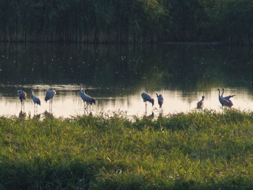 Bohaterowie poranka.