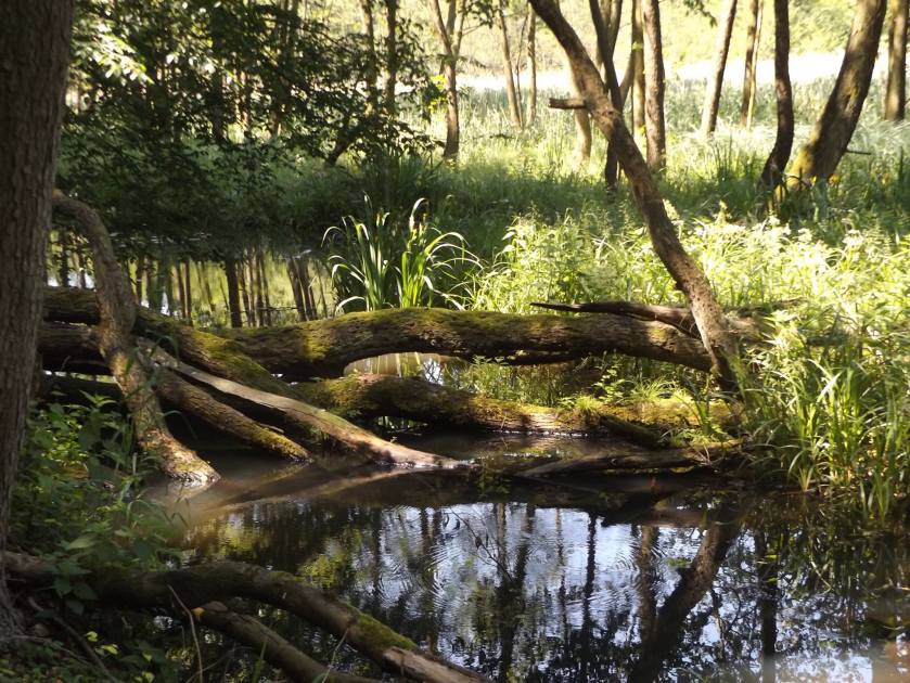 13320742_10207061258344980_7035234519689254436_o