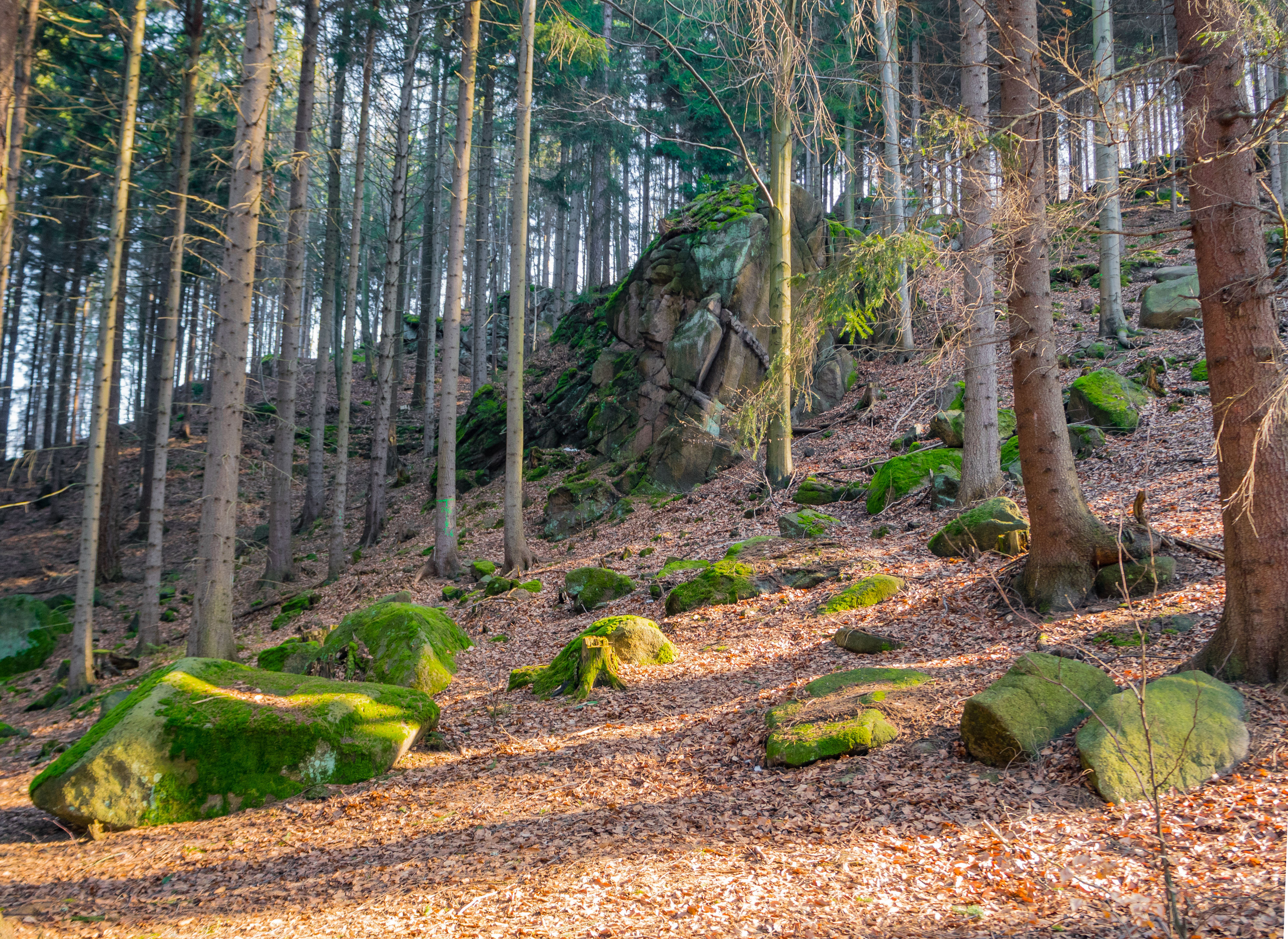 OLYMPUS DIGITAL CAMERA