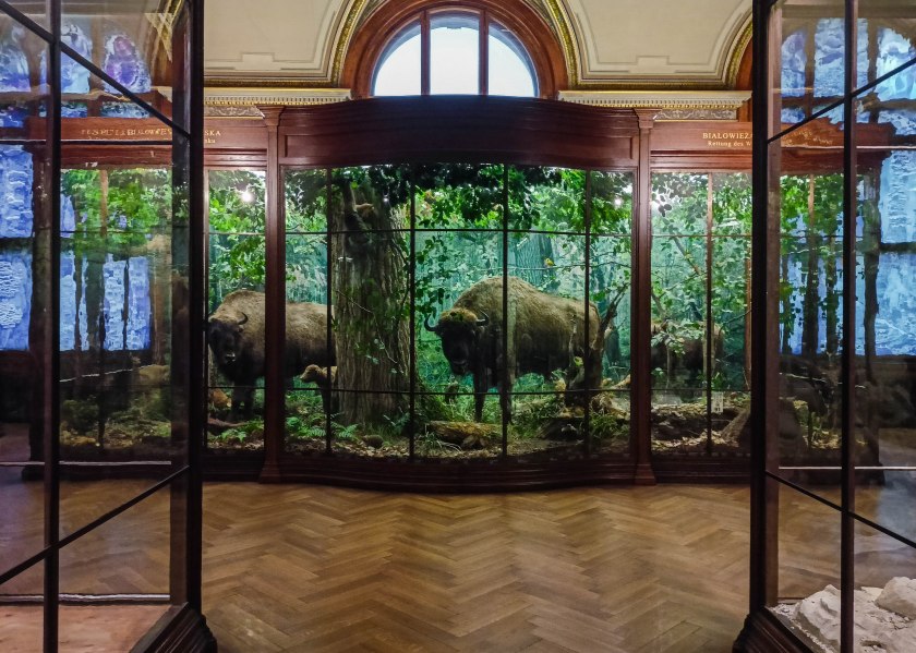 W muzeum znajdziecie wiele dioram próbujących ukazać zwierzęta w ich naturalnych środowiskach, w tym m.in. żubry   w Puszczy Białowieskiej.